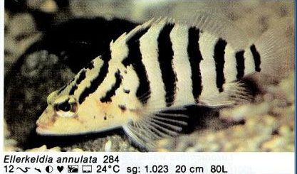 Ellerkeldia annulata
